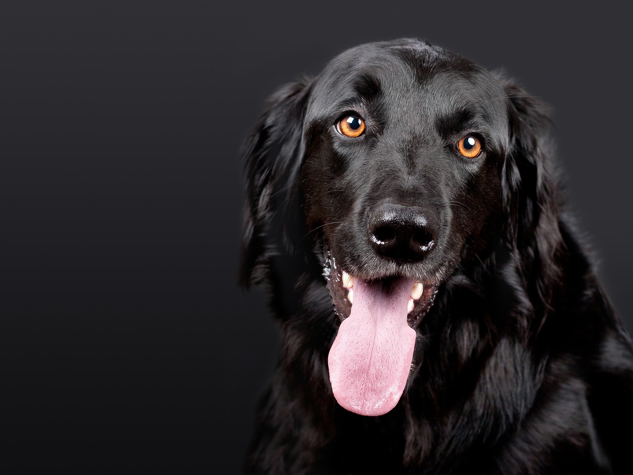 Top 10 Hotels with Dogsitting in Barcelona: Pampering Your Pooch While You Explore