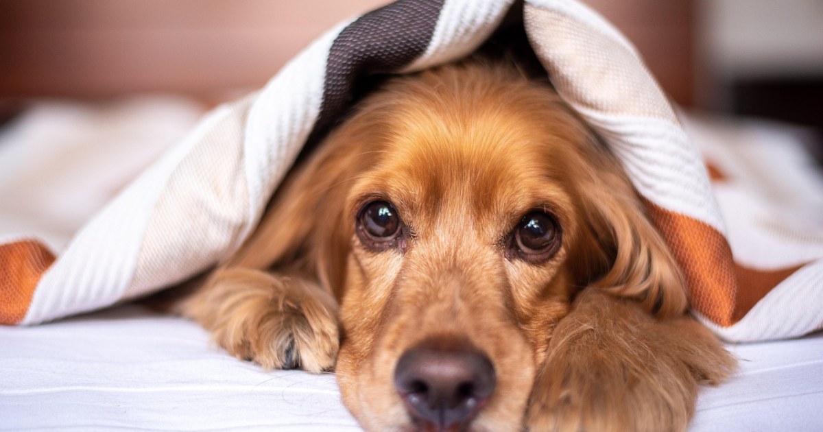 Dog resting on a bed for a pet-friendly Barcelona hotel guide.
